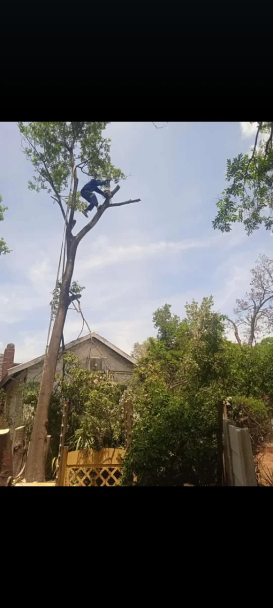 BL Tree Felling work 3